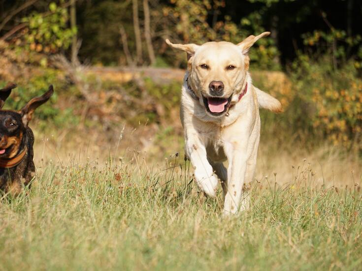 Proponen castigar el abandono y la omisión para proteger a los animales en BC