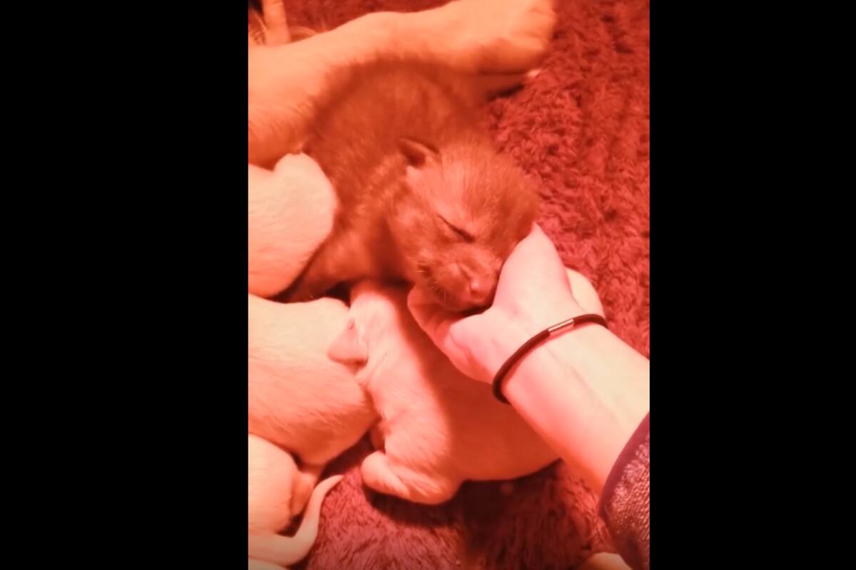 VIRAL TIKTOK: Perrita cuida a un zorro como si fuera su "hijo"