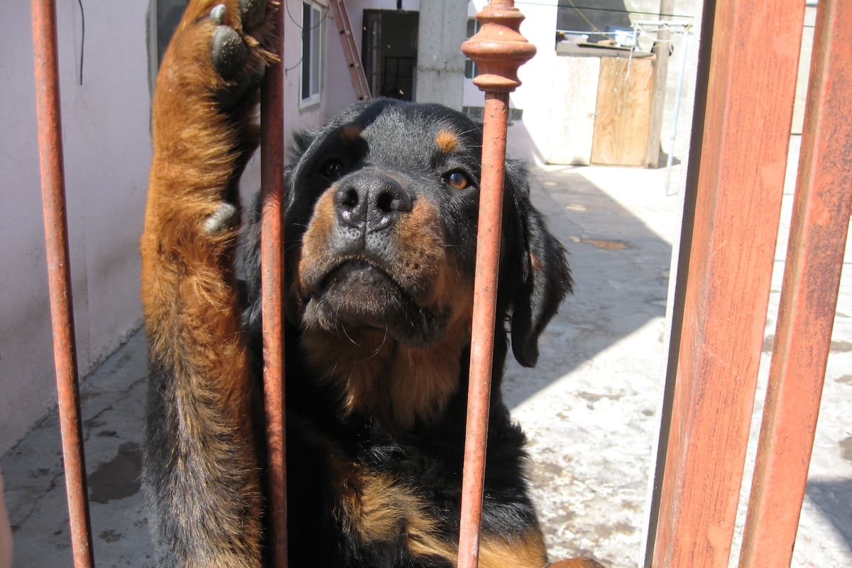 Celebran activistas aprobación de reforma de crueldad y maltrato animal en Baja California