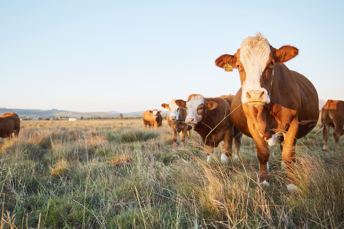 SONORA, MÚSCULO AGROALIMENTARIO DE MÉXICO