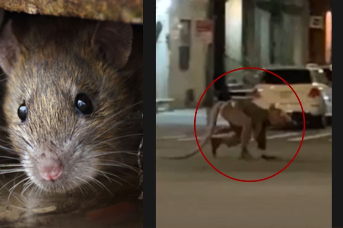 Captan a hombre 'rata' cruzando una calle de Nueva York