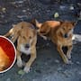 Autoridades confirman 14 casos de gusano barrenador presentes en perros del Estado de México; 13 casos se dieron en zonas urbanas de la entidad