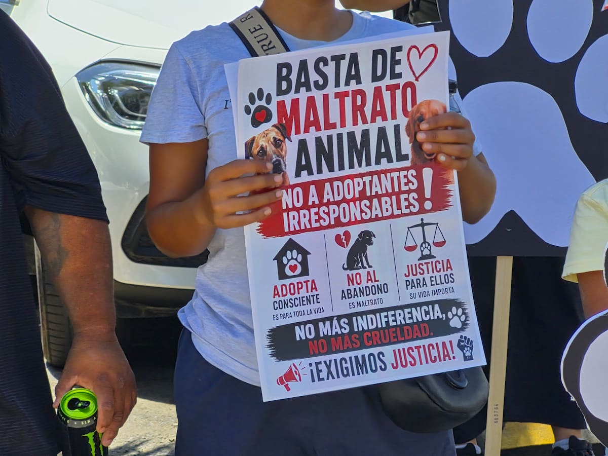 Integrantes de Patitas Firmes pidieron a la influencer Sol de León informar sobre el paradero de dos perros adoptados y presentar evidencia de su estado de salud.
Fotos: Michelle Castillo.