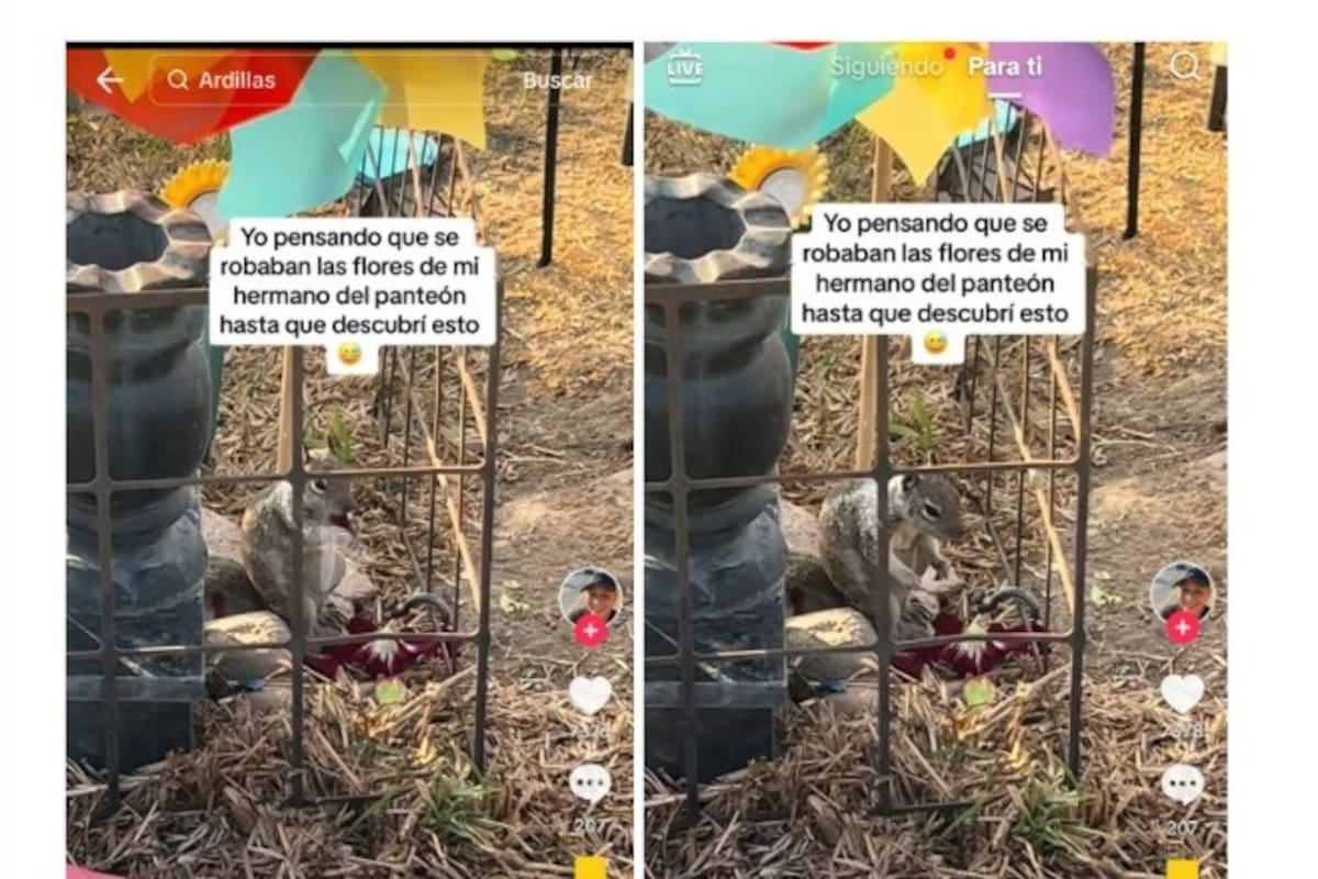 Ardilla se roba las flores de una tumba