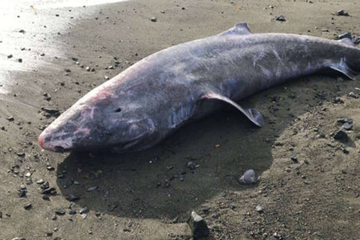 Raro tiburón de Groenlandia de 100 años muere por infección nunca antes detectada en esa especie