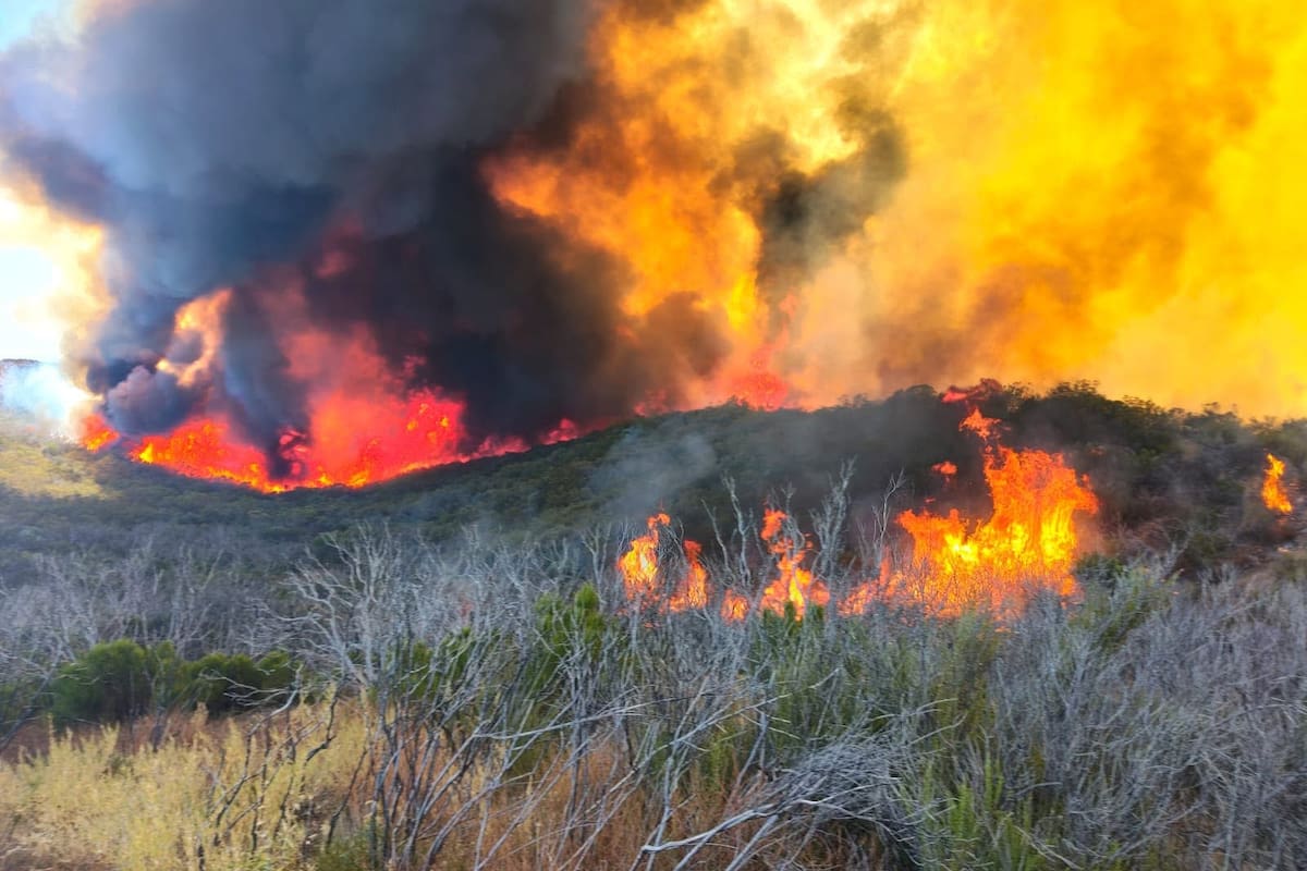 Incendio consume 800 hectáreas en Valle de la Trinidad