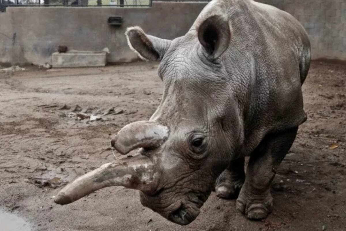 Crean embrión de rinoceronte blanco, subespecie casi extinta