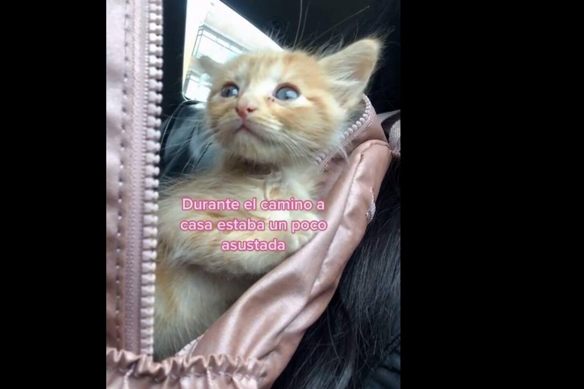 VIDEO: Joven decide adoptar un animal el día de su cumpleaños escena se vuelve viral