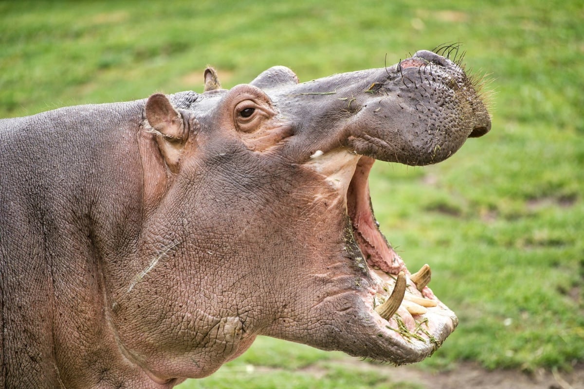Esto provocó que la población creciera hasta superar los 160 ejemplares, generando un impacto ambiental y riesgos para comunidades cercanas.