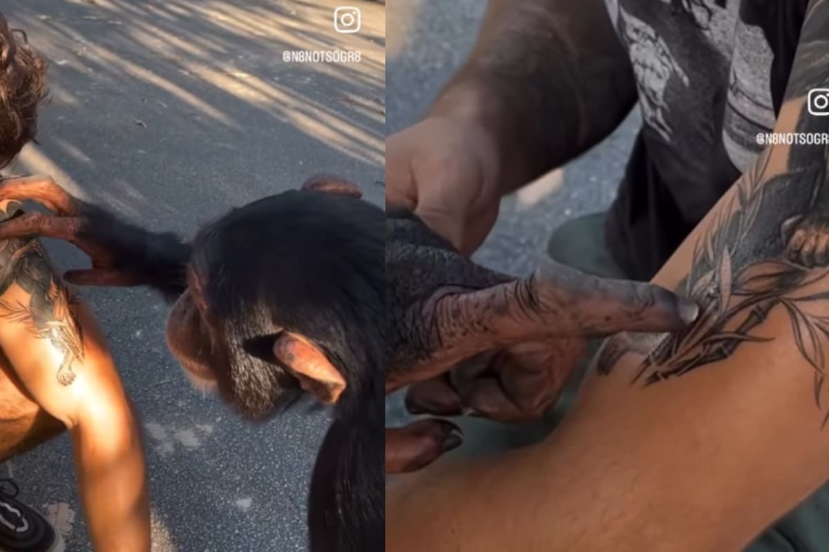 “Eres tu.”: Joven le enseña su tatuaje de chimpance a uno en la vida real y conmocionan a las redes sociales