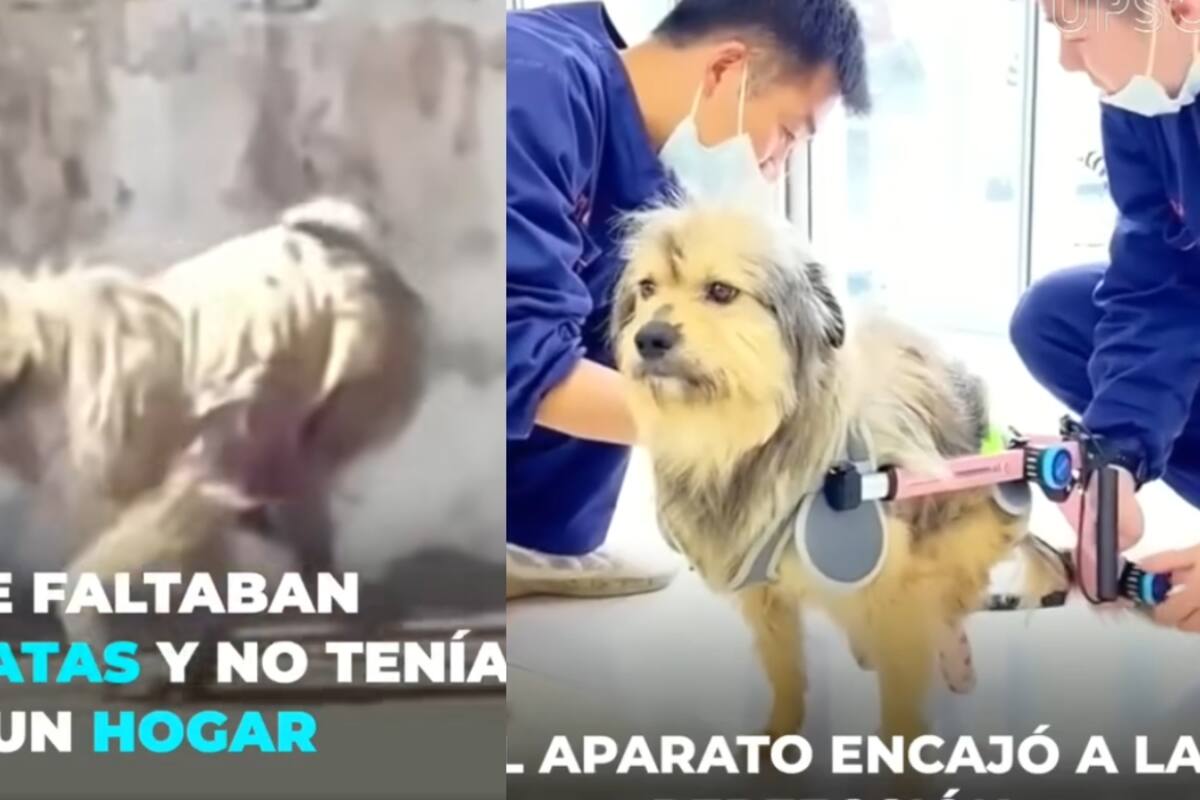 Un perro sin movilidad en sus dos patas traseras encuentra una silla de ruedas y una nueva familia