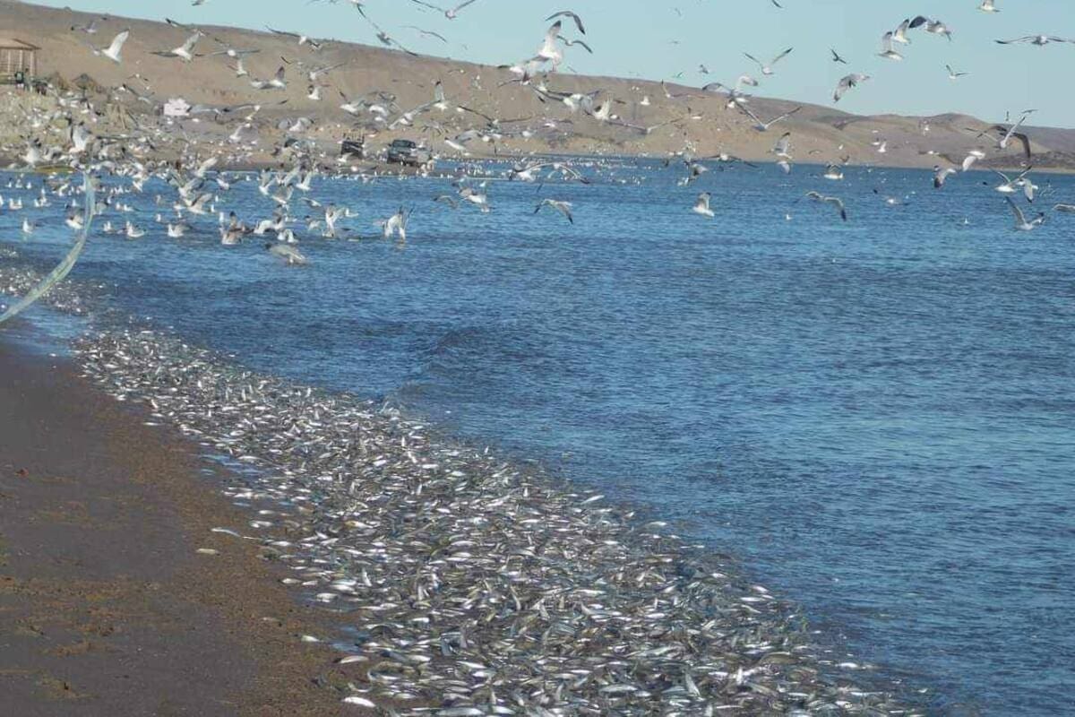 Pejerreynas registra primer desove de pejerrey del año en el Golfo de Santa Clara