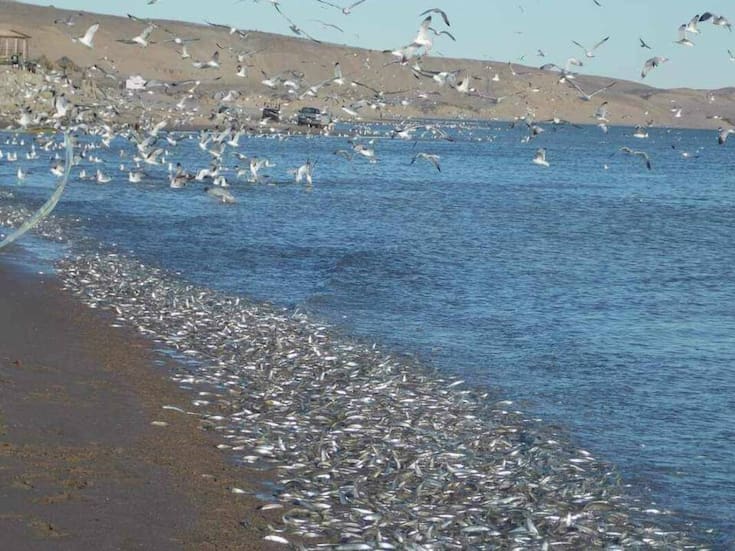 Pejerreynas registra primer desove de pejerrey del año en el Golfo de Santa Clara