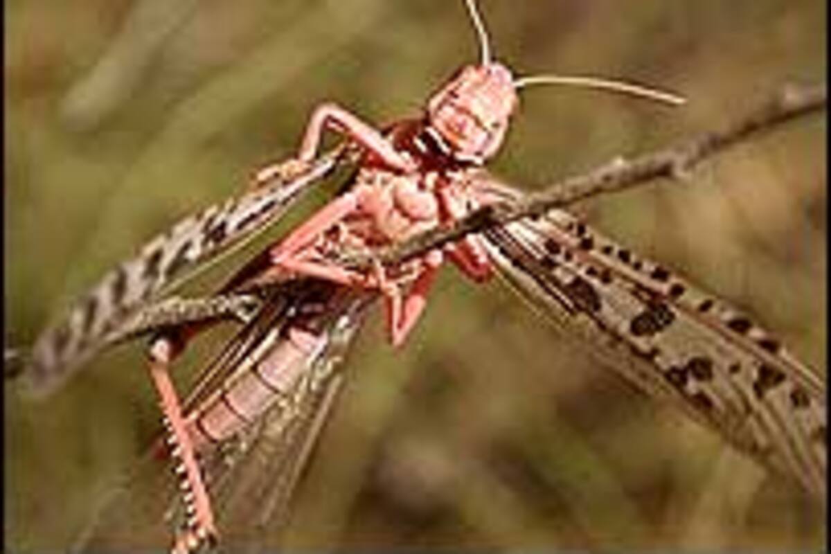 En riesgo 10 mil hectáreas de cultivos por plaga de langosta en Tamaulipas