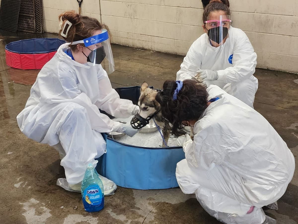 Un equipo de veterinarios proporcionó atención médica inmediata y se descontaminó a los perros que tenían combustible en su pelaje. Foto: Cortesía