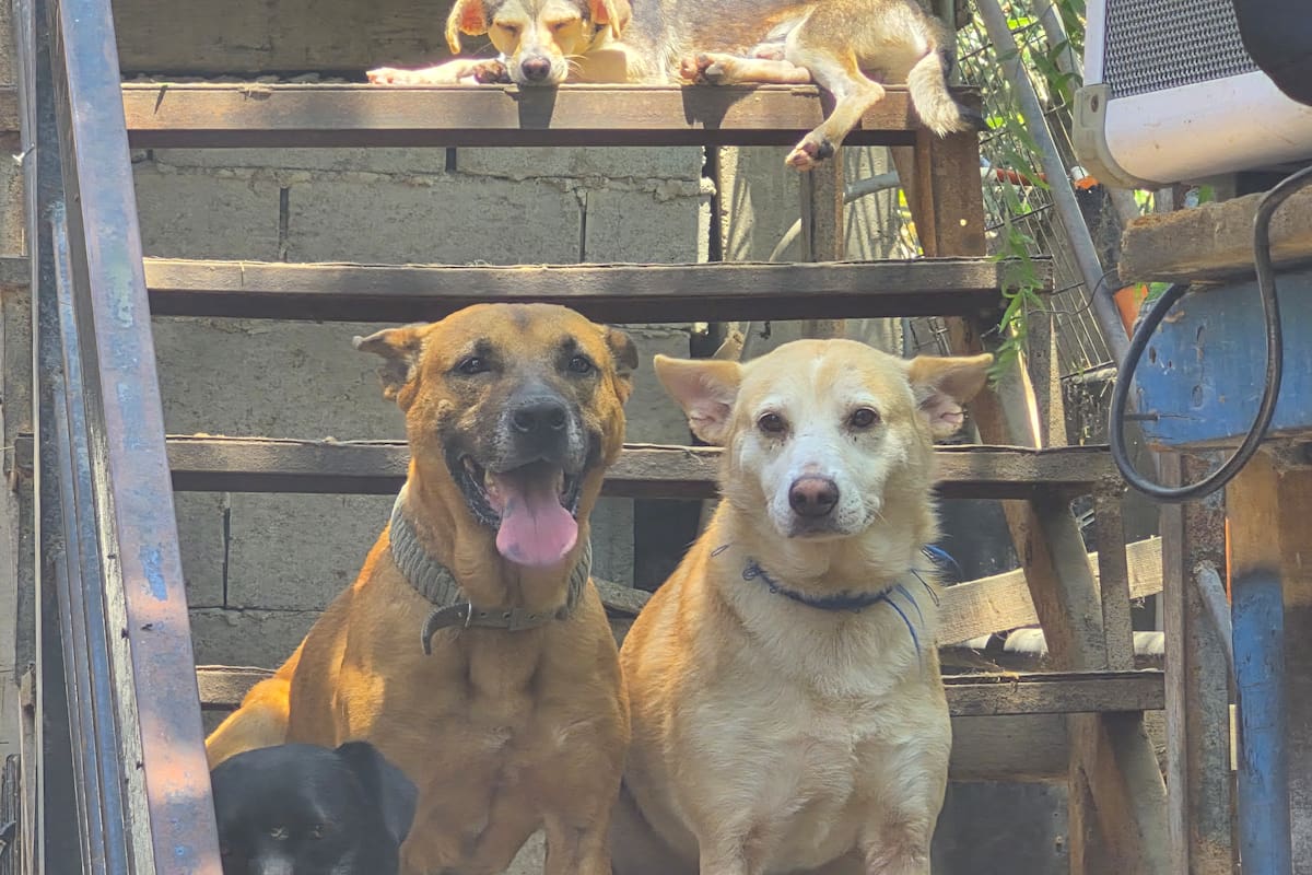 Exigen ver a Pancho y Chiquis tras haberlos entregado en adopción