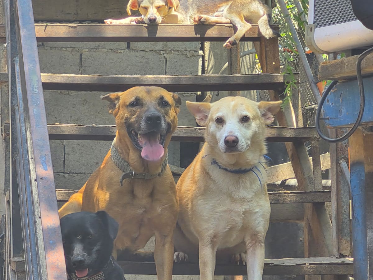 La cofundadora de Patitas Firmes afirmó que el refugio perdió contacto con la persona que adoptó a ambos perros y ahora solicita comprobar físicamente que se encuentran en buen estado.
Fotos: Cortesía.