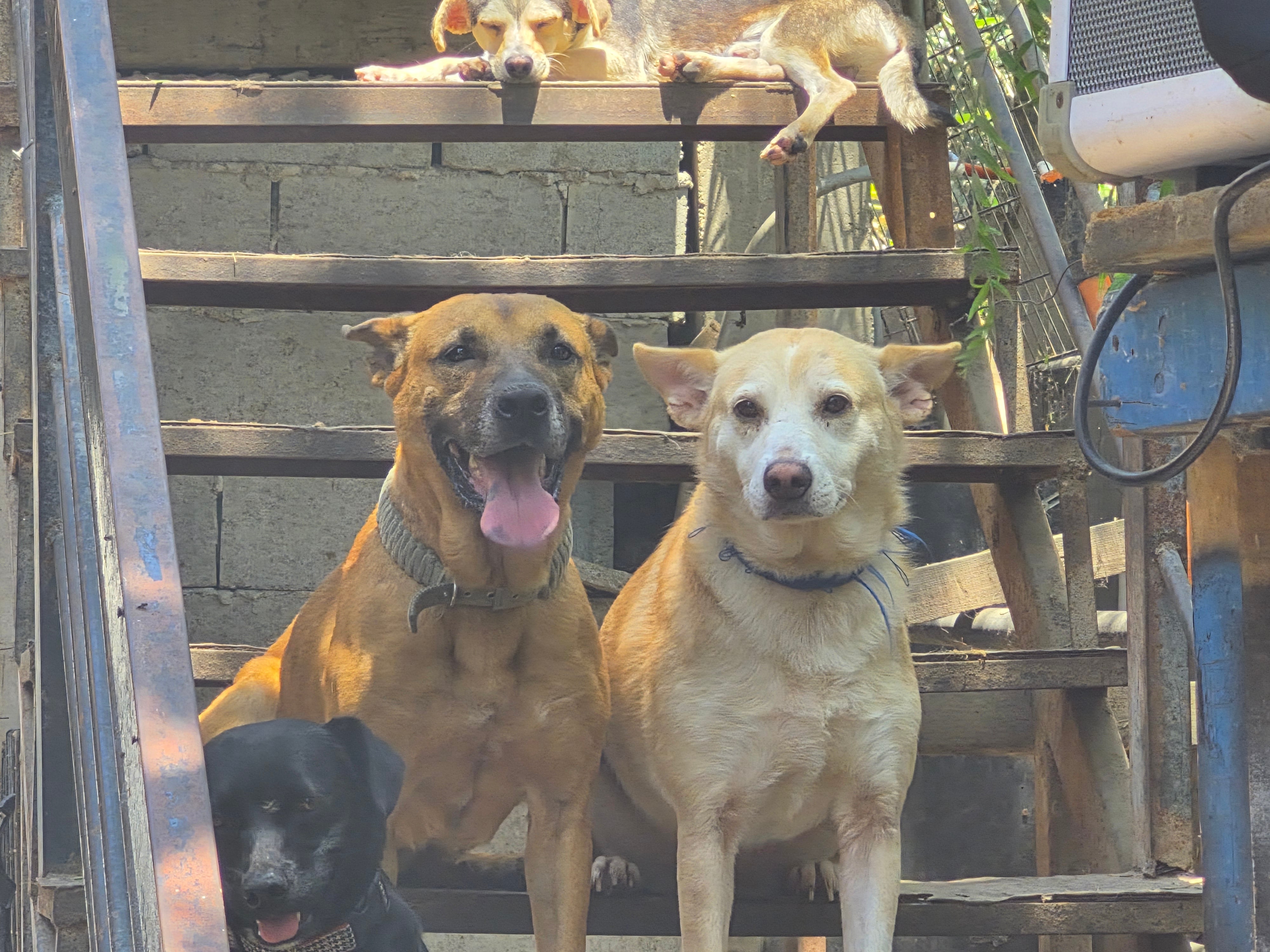 La cofundadora de Patitas Firmes afirmó que el refugio perdió contacto con la persona que adoptó a ambos perros y ahora solicita comprobar físicamente que se encuentran en buen estado.Fotos: Cortesía.