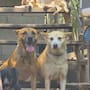 Exigen ver a Pancho y Chiquis tras haberlos entregado en adopción