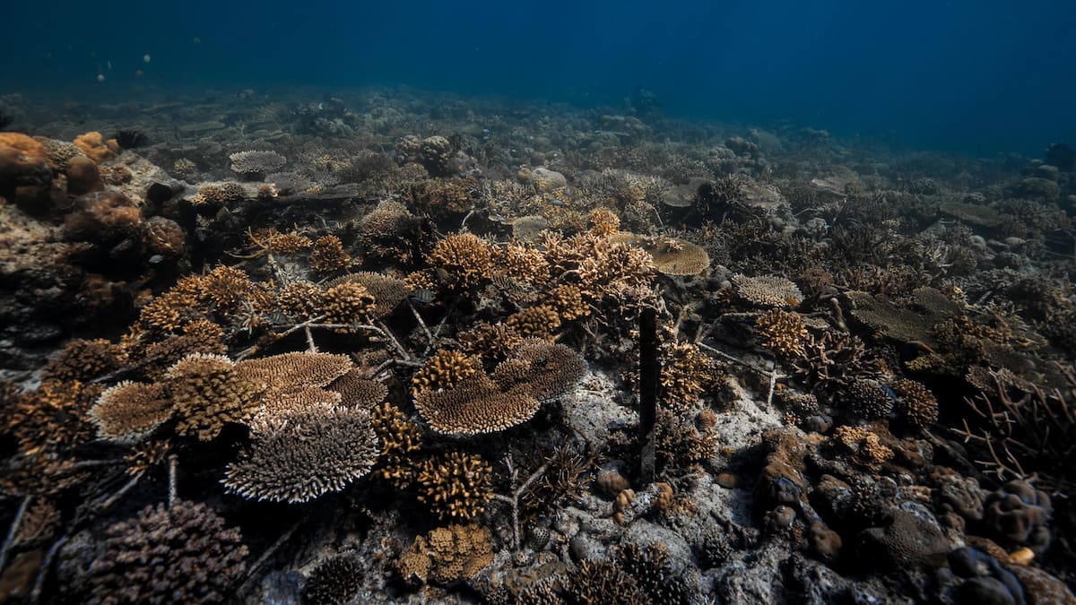 Los arrecifes de coral serían las primeras víctimas del cambio climático