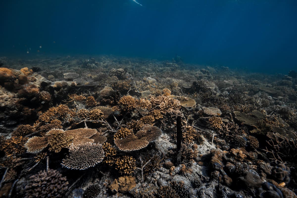 Los arrecifes de coral serían las primeras víctimas del cambio climático