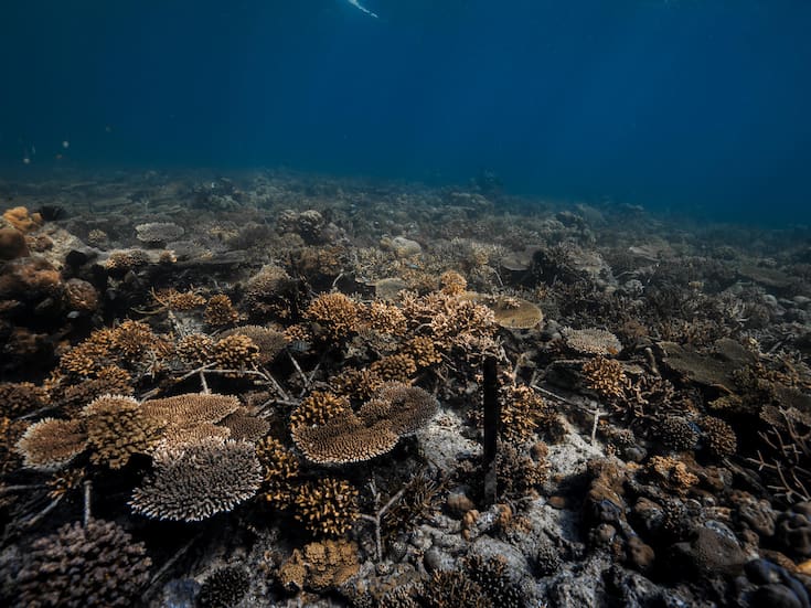 Los arrecifes de coral serían las primeras víctimas del cambio climático