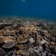 Los arrecifes de coral serían las primeras víctimas del cambio climático