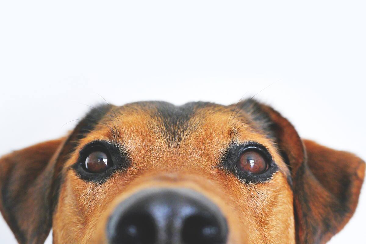 Perro es captado 'surfeando' en Veracruz