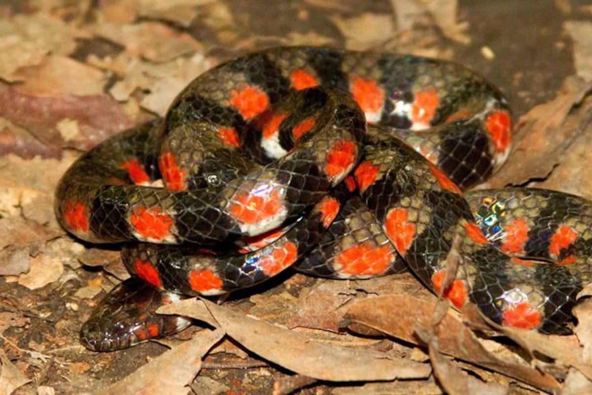 Inédito registro de serpiente de agua en Amazonia peruana