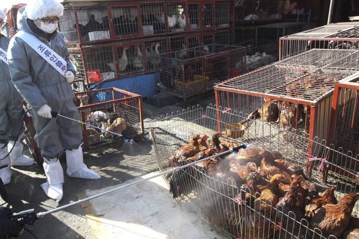 Campaña mundial exige a la ONU prohibición de mercados de animales vivos