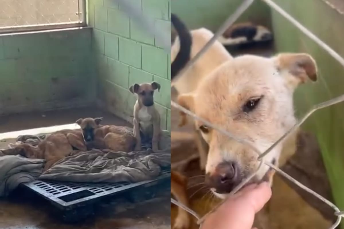 Activistas denuncian negligencia en la Perrera Municipal