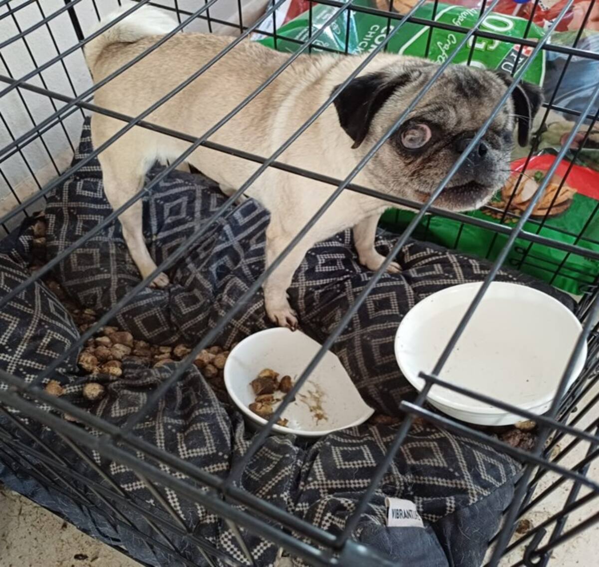 Uno de los perros, de raza Pug, fue encontrado al interior de la casa.