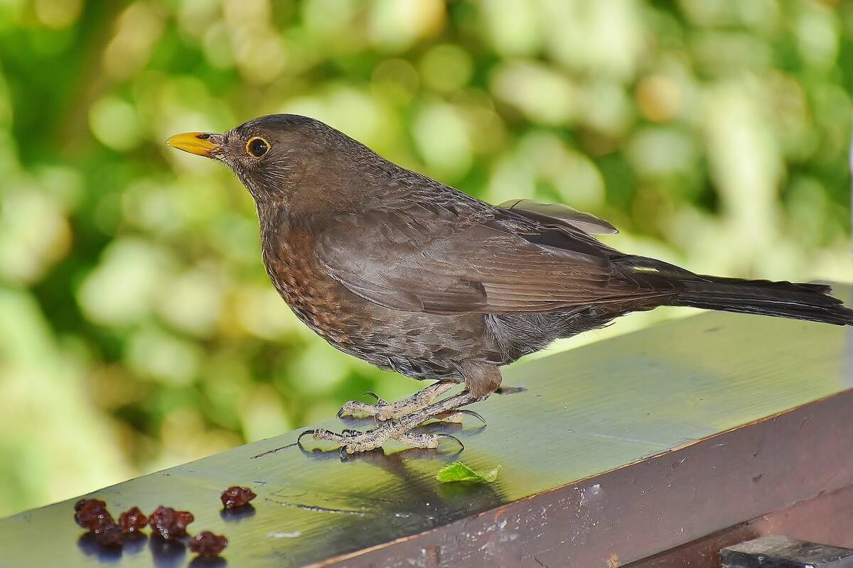 Ocho estados de EU presentan brotes de salmonela; podría relacionarse con aves silvestres