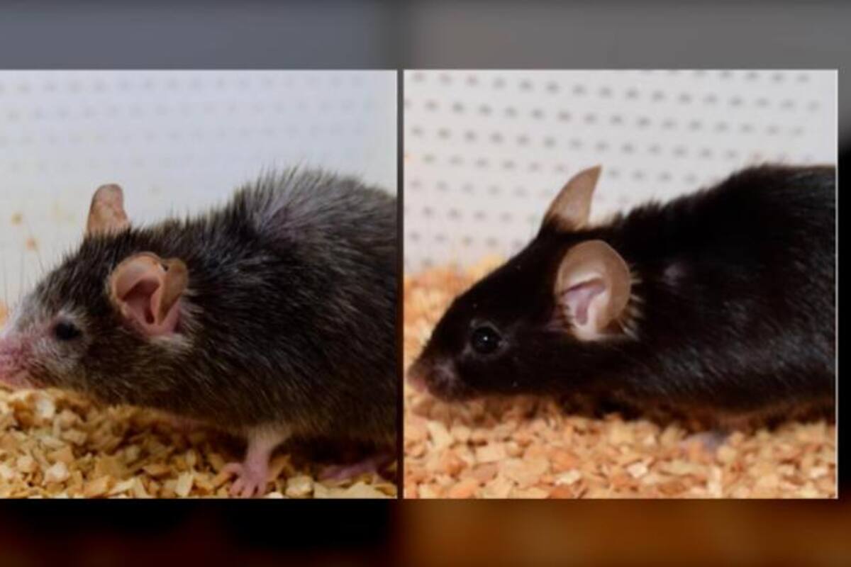 Un fármaco podría utilizarse para aumentar un 20% la esperanza de vida humana