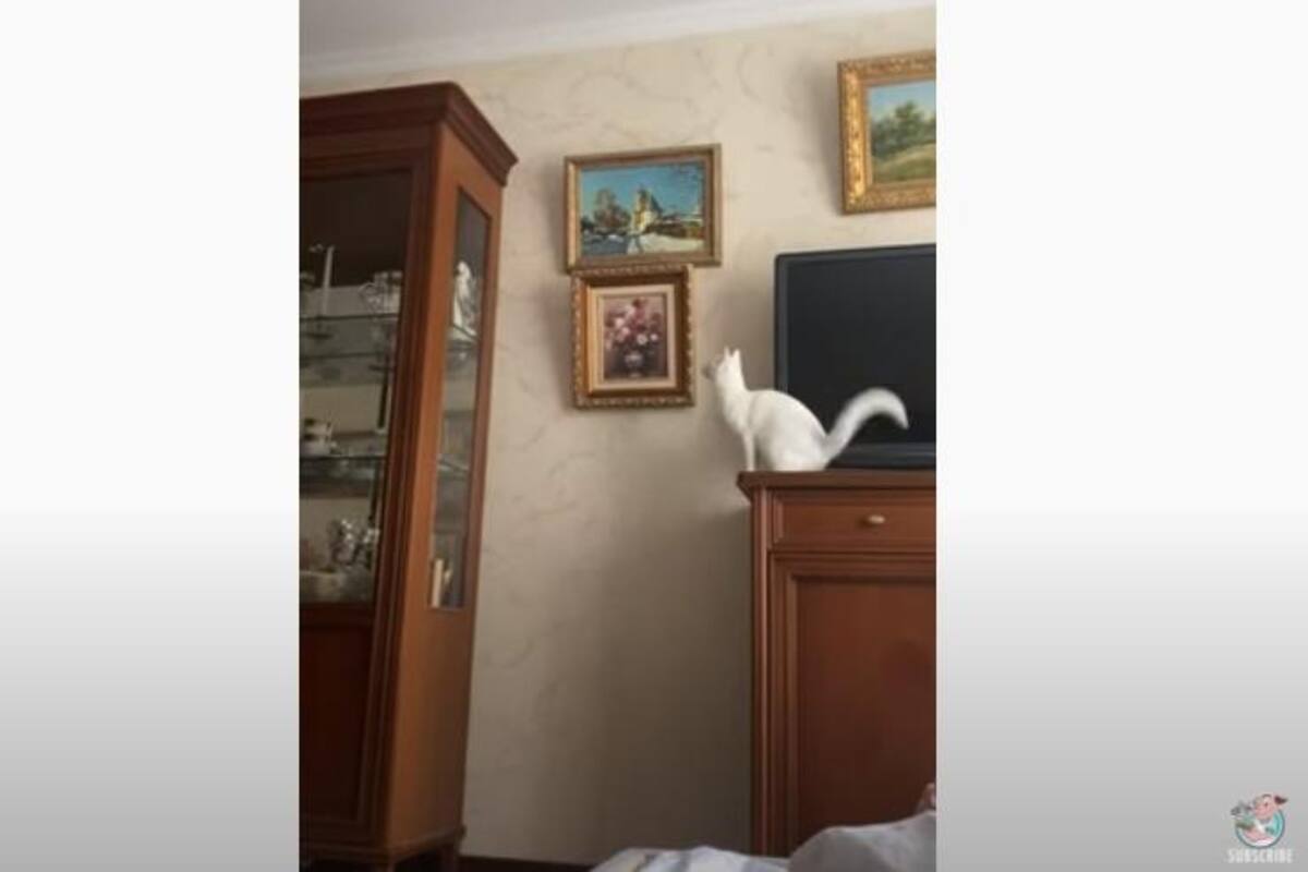 Gato impresiona con su salto en redes sociales