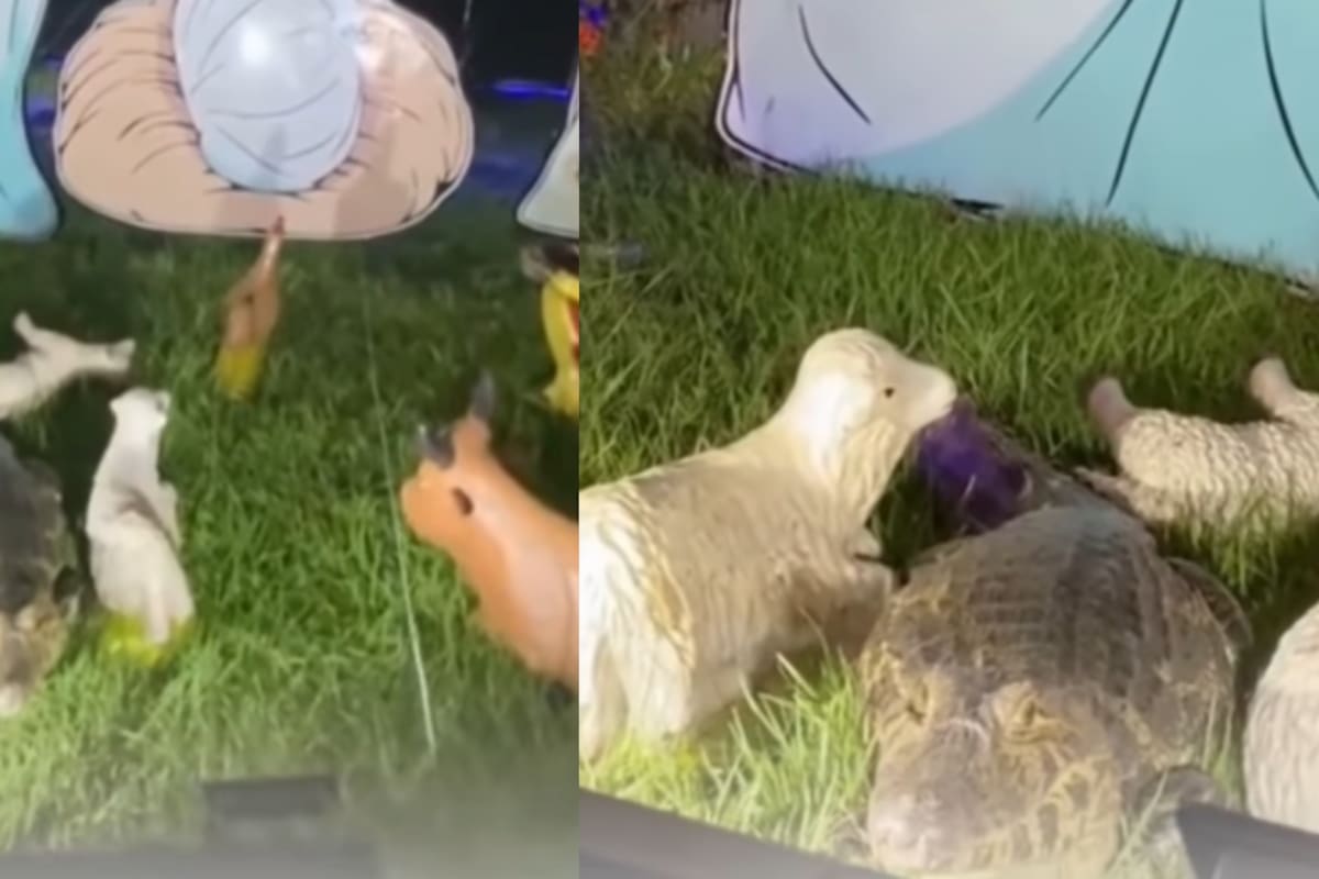 “Él también quería conocer a Jesús”: mujer muestra cómo un yacaré terminó en su pesebre navideño junto a los animales de plástico