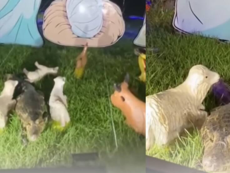 “Él también quería conocer a Jesús”: mujer muestra cómo un yacaré terminó en su pesebre navideño junto a los animales de plástico