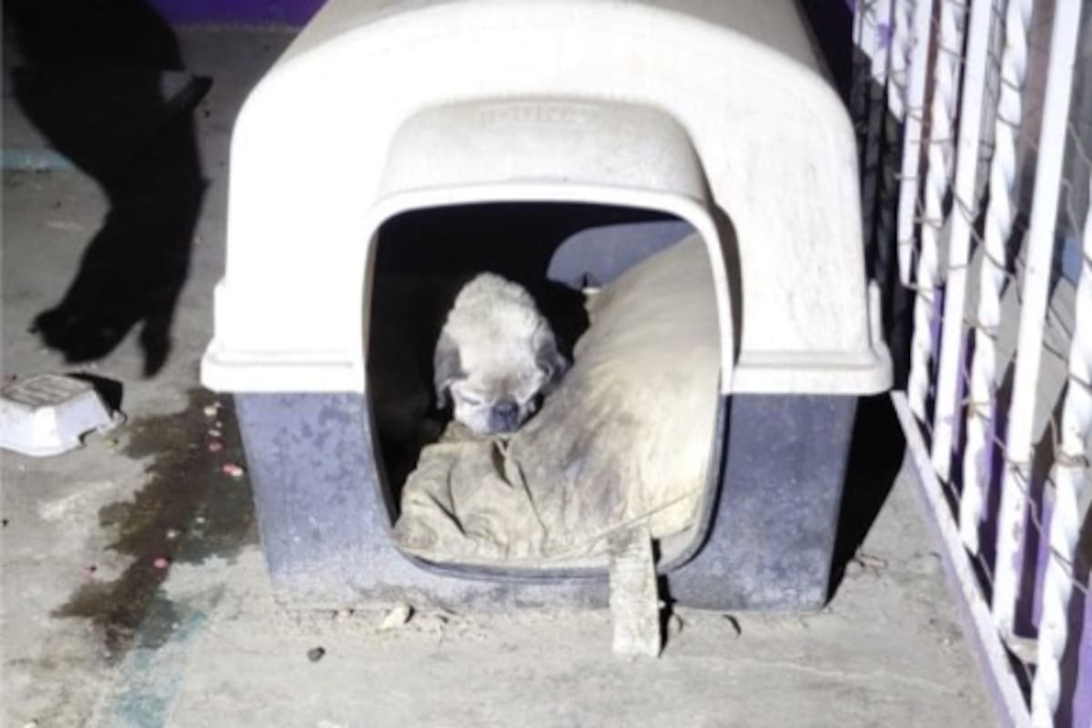 Aseguran a perro en cateo por presunto maltrato animal en Ensenada