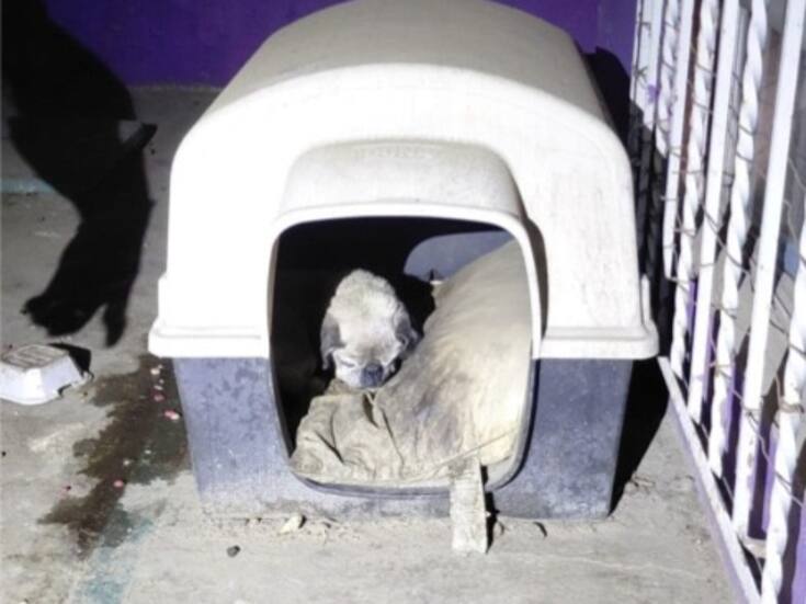 Aseguran a perro en cateo por presunto maltrato animal en Ensenada