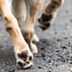 Piden bravecto para combatir las garrapatas y pulgas de los perros rescatados