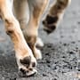 Piden bravecto para combatir las garrapatas y pulgas de los perros rescatados