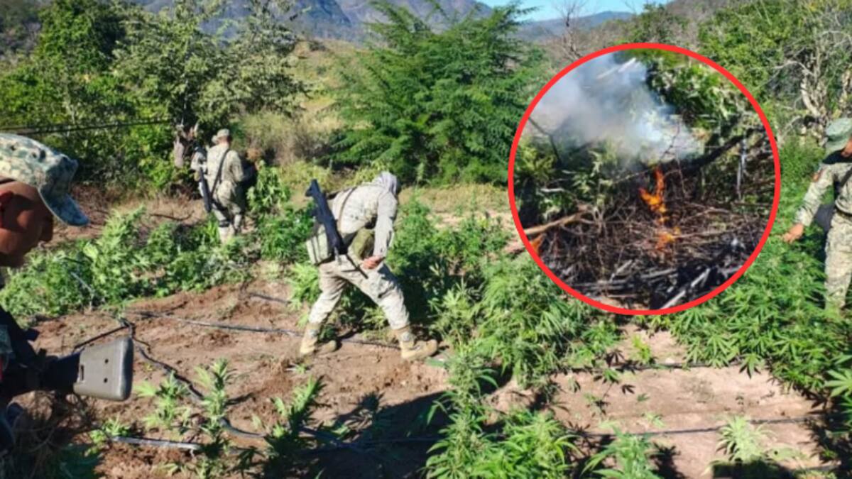 Hallan y destruyen plantío de marihuana en El Ranchito, Sinaloa: fuerzas federales neutralizan cultivo de 120 m² con plantas listas para cosecha