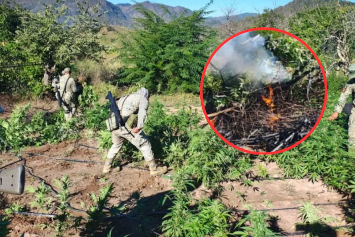 Hallan y destruyen plantío de marihuana en El Ranchito, Sinaloa: fuerzas federales neutralizan cultivo de 120 m² con plantas listas para cosecha