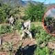 Hallan y destruyen plantío de marihuana en El Ranchito, Sinaloa: fuerzas federales neutralizan cultivo de 120 m² con plantas listas para cosecha