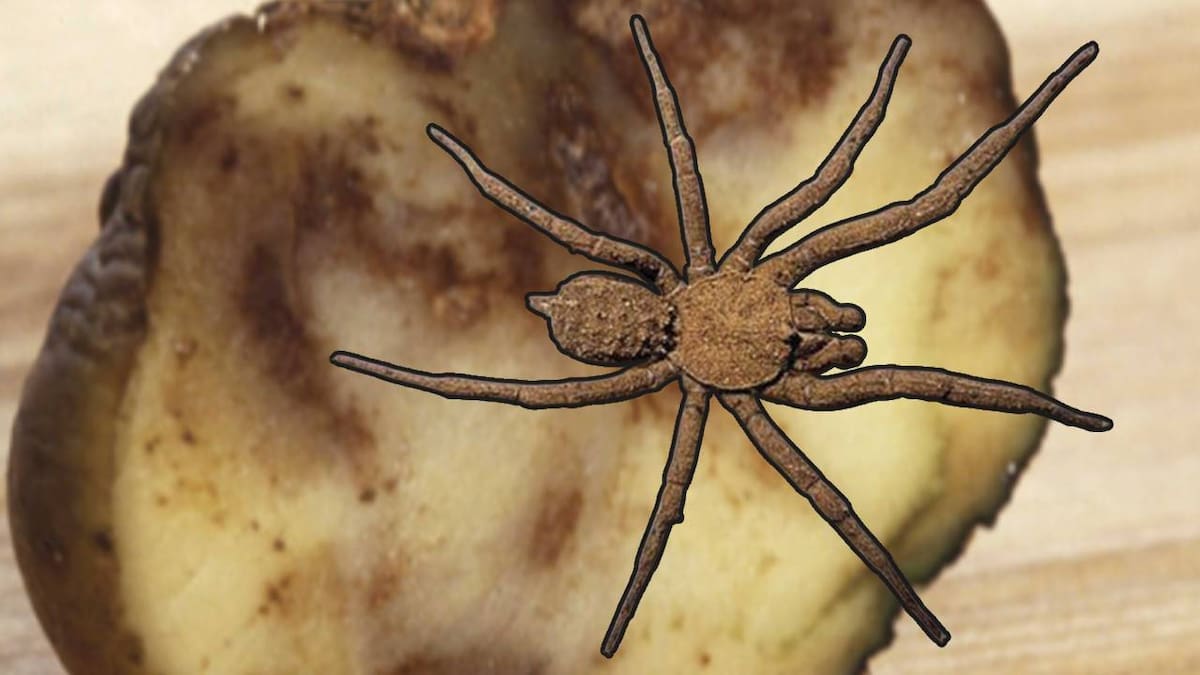 Descubren en México una araña que se cubre de tierra para desaparecer ante depredadores y presas