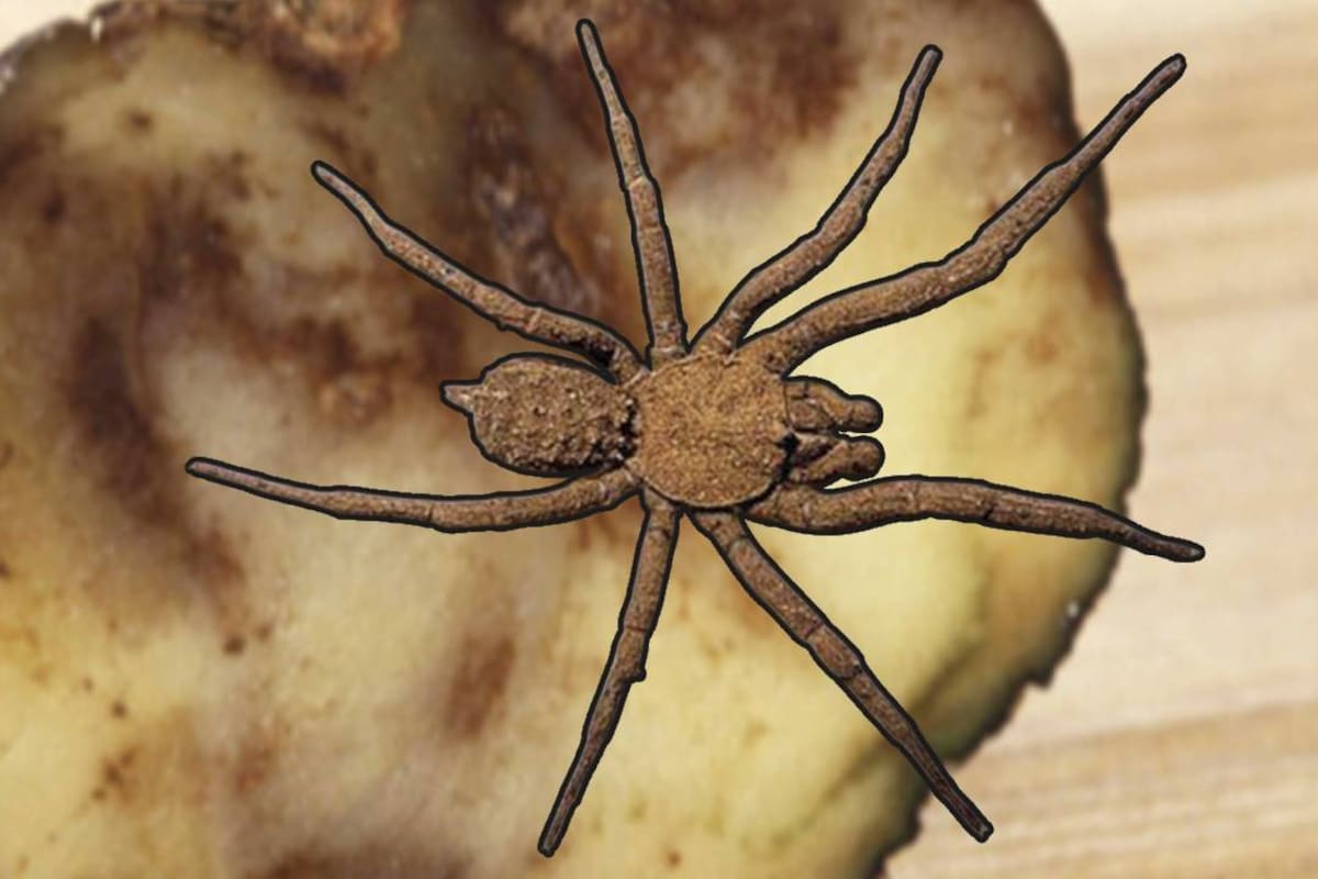 Descubren en México una araña que se cubre de tierra para desaparecer ante depredadores y presas