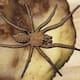Encuentran araña que se oculta de sus depredadores y presas