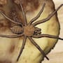 Descubren en México una araña que se cubre de tierra para desaparecer ante depredadores y presas