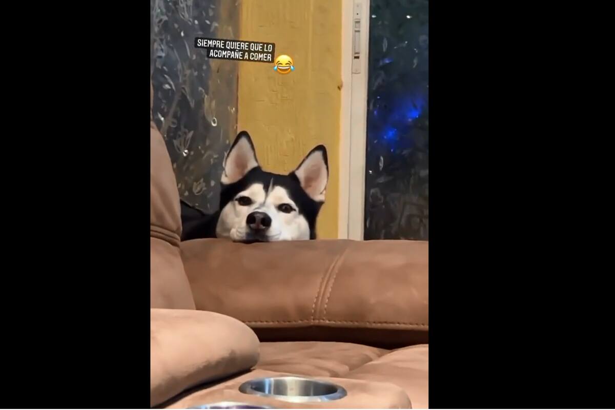 TIKTOK VIDEO: Perrito le "pide" a su dueña que lo acompañe a comer