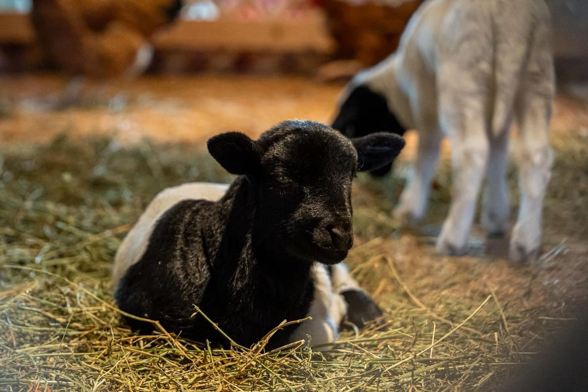 Gallinas, patos, chivos y cabras forman parte del nacimiento instalado en la Catedral de Nuestra Señora de Guadalupe, ofreciendo una experiencia distinta durante la temporada navideña. Foto: Border Zoom